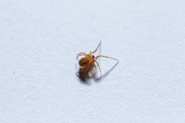 Malý Hnědý Pavouk Zemi — Stock fotografie