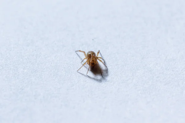 地上的棕色小蜘蛛 — 图库照片