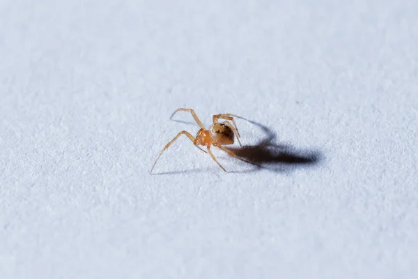Malý Hnědý Pavouk Zemi — Stock fotografie
