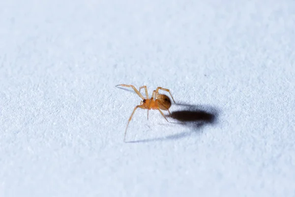 Yerde Küçük Kahverengi Bir Örümcek — Stok fotoğraf