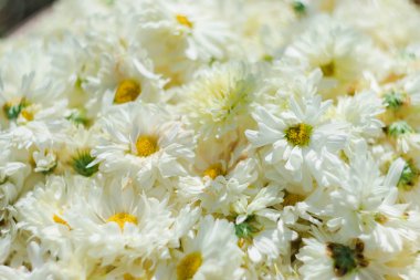 Beyaz çiçek tarlaları, Dendranthema morifolium, Tayland dağlık yetiştirilen taze ve kurutulmuş çiçek olarak satılık