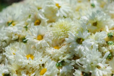 Beyaz çiçek tarlaları, Dendranthema morifolium, Tayland dağlık yetiştirilen taze ve kurutulmuş çiçek olarak satılık