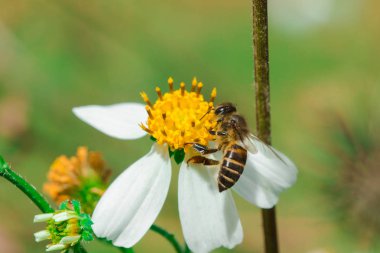 Arılar doğada açan Bidens pilosa'da..