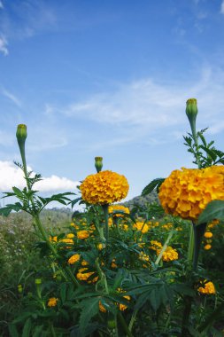 Kadife çiçeği, parlak renkler, kesme çiçeklerle popüler ve Budist etkinliklerde kullanılır