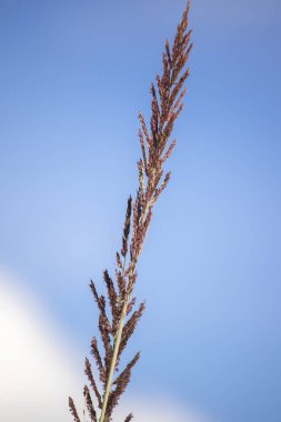Doğada polen saman Bu yaz soldu