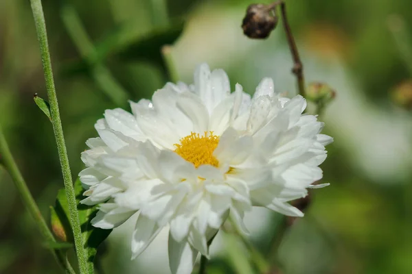 Bílá Květinová Pole Dendranthema Morifolium Pěstované Vysočině Thajska Prodej Jako — Stock fotografie