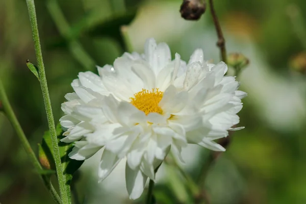 Bílá Květinová Pole Dendranthema Morifolium Pěstované Vysočině Thajska Prodej Jako — Stock fotografie