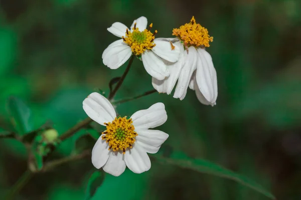 Bidens Pilosa Trávě Zařazeno Jako Dvouletá Rostlina — Stock fotografie