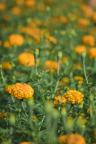Marigold Cores Brilhantes Popular Com Flores Cortadas Usado Atividades Budistas — Fotografia de Stock