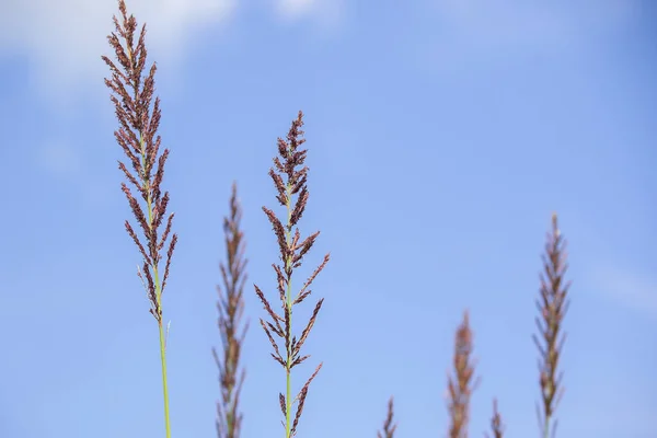 Foin Pollen Dans Nature Qui Flétrissait Été — Photo