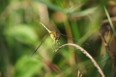 Sarı yusufçuklar doğada yapraklar üzerinde.