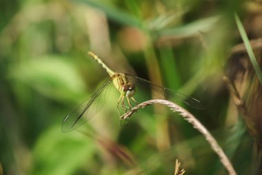 Sarı yusufçuklar doğada yapraklar üzerinde.