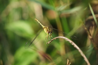Sarı yusufçuklar doğada yapraklar üzerinde.