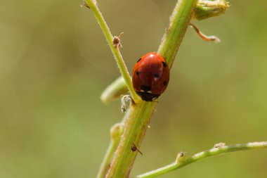 Ağaçtaki uğur böceği bir scarab Omurgasız olarak sınıflandırılır Birçok türü ve renkleri vardır.