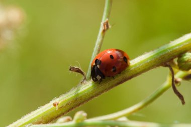Ağaçtaki uğur böceği bir scarab Omurgasız olarak sınıflandırılır Birçok türü ve renkleri vardır.