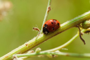 Ağaçtaki uğur böceği bir scarab Omurgasız olarak sınıflandırılır Birçok türü ve renkleri vardır.