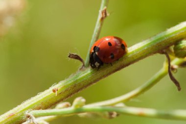 Ağaçtaki uğur böceği bir scarab Omurgasız olarak sınıflandırılır Birçok türü ve renkleri vardır.