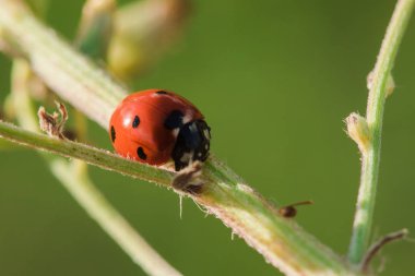 Ağaçtaki uğur böceği bir scarab Omurgasız olarak sınıflandırılır Birçok türü ve renkleri vardır.