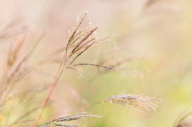 Kuru ot yaz aylarında rüzgar tarafından eğimli.