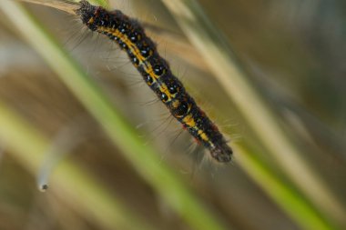 Solucanlar doğada pirinç bitkisi üzerinde.