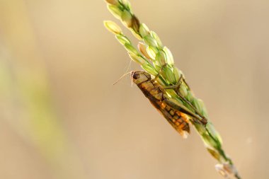 Doğada pirinç bitki üzerinde küçük çekirgeler
