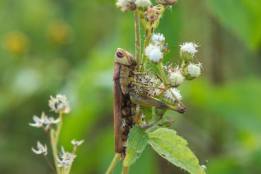 Yapraklarda çekirgeler doğaile asimile