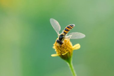 Arı sarı çiçek poleni üzerinde, bir makro fotoğraf.