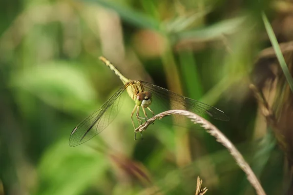 Yellow Dragonflies Leaves Nature — Stock Photo, Image