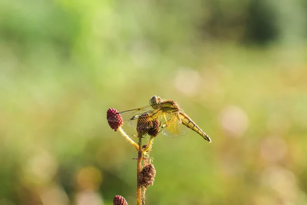 Gelbe Libellen Fliegen Der Natur Auf Den Pollen Roter Blüten — Stockfoto