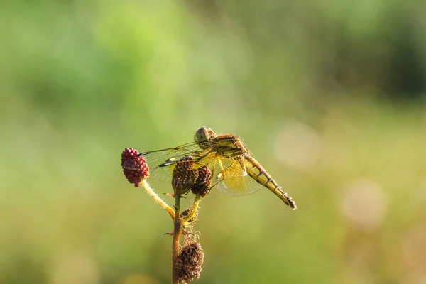 Libélulas Amarelas Estão Pólen Flores Vermelhas Natureza — Fotografia de Stock