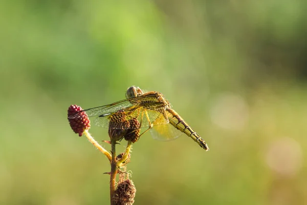 Yellow Dragonflies Pollen Red Flowers Nature — Stock Photo, Image