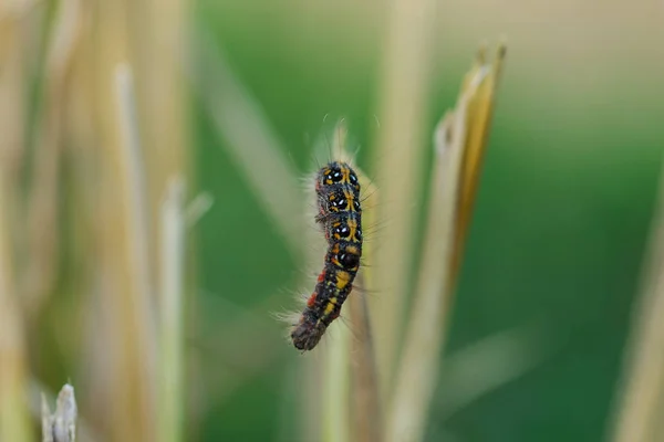 Wormen Zijn Rijst Plant Natuur — Stockfoto