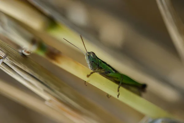 Kleine Heuschrecken Auf Der Reispflanze Der Natur — Stockfoto