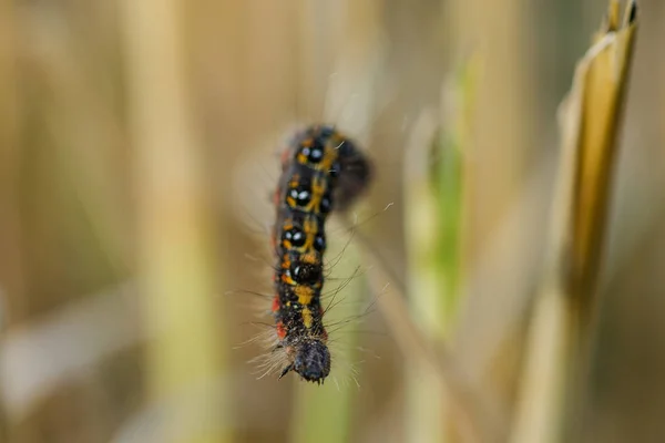 Wormen Zijn Rijst Plant Natuur — Stockfoto