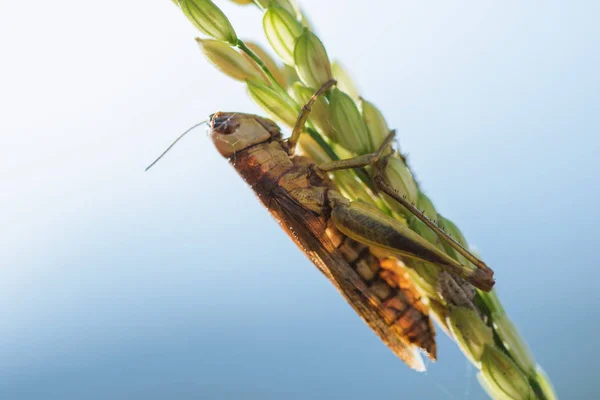 Kleine Sprinkhanen Rijst Plant Natuur — Stockfoto