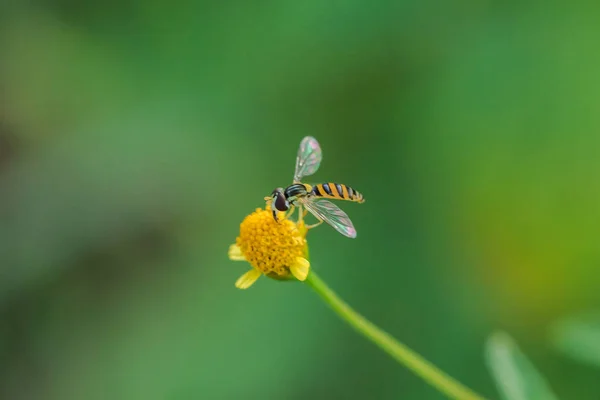 Abelha Está Pólen Flor Amarela Uma Macrofotografia — Fotografia de Stock