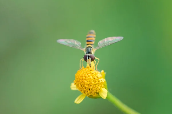 Пчела Желтом Цветке Распухла Макрофотография — стоковое фото