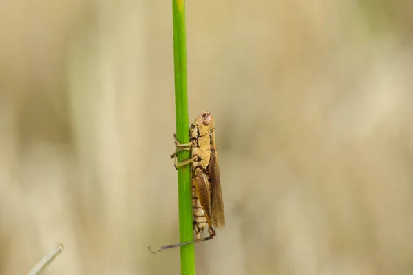 자연의 식물에 메뚜기 — 스톡 사진