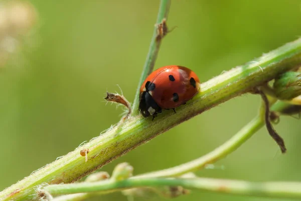 Ladybug Tree Classified Scarab Invertebrate Many Types Colors — Stock Photo, Image