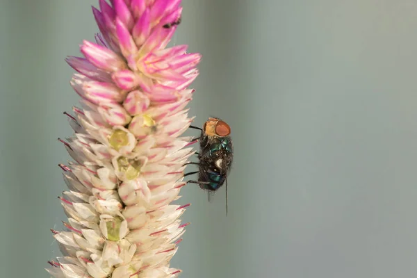 Blow Fly Van Egy Lila Virág Láthatjuk Hogy Könnyen Nappali — Stock Fotó