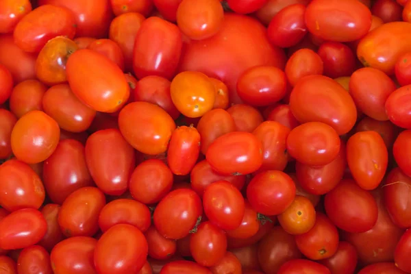 Muchos Tomates Mantienen Frescos Granja — Foto de Stock