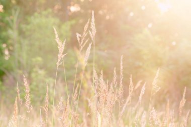 Çimenler sabahları güneş ışığına vurur..