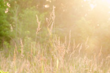 Çimenler sabahları güneş ışığına vurur..