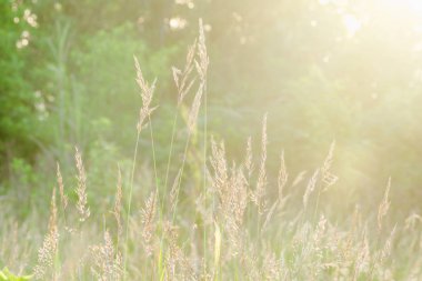 Çimenler sabahları güneş ışığına vurur..