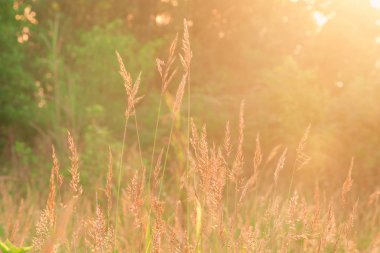 Çimenler sabahları güneş ışığına vurur..