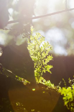 Ormandaki eğrelti otu yaprakları sabah güneşini etkiler.
