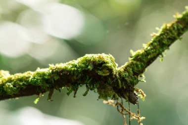 Nemli de yetişen dallarda yosun