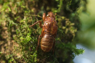 Etrafında yosunla kaplı bir ağaçtaki bir cicada'nın derisi.