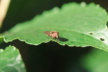 Yapraklarda House Fly evlerde bulunabilir