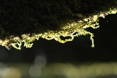 Nemli de yetişen dallarda yosun